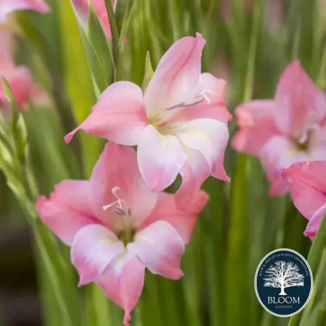 Bulbi de Gladiole Nanus Charming Beauty