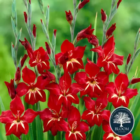 Bulbi de Gladiole Nanus Red