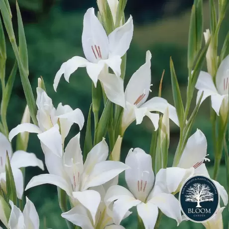 Bulbi de Gladiole Nanus The Bride