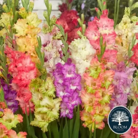 Bulbi de Gladiole Parrot mix multicolor 