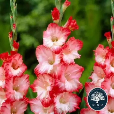 Bulbi de Gladiole Pink Lady 