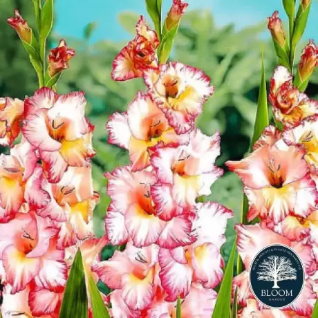 Bulbi de Gladiole Priscilla 