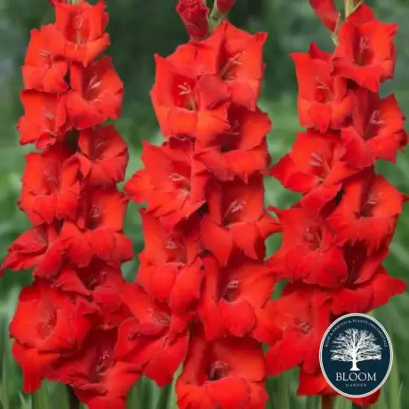 Bulbi de Gladiole Red Beauty 