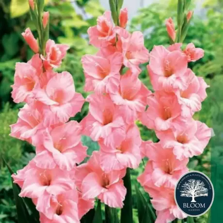 Bulbi de Gladiole Rose Supreme 