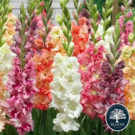 Bulbi de Gladiole Mix Multicolor 