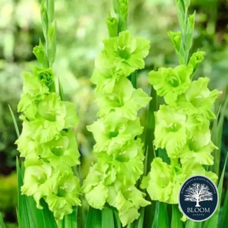 Bulbi de Gladiole Ruffled Green Star