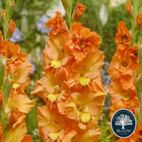 Bulbi de Gladiole Ruffled Princess