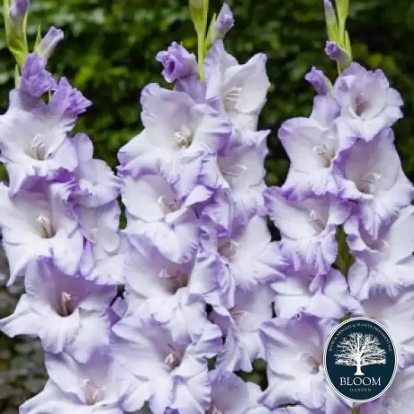 Bulbi de Gladiole Ruffled Sweet Blue 