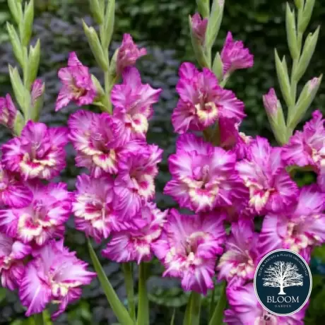 Bulbi de Gladiole Ruffled Tango 