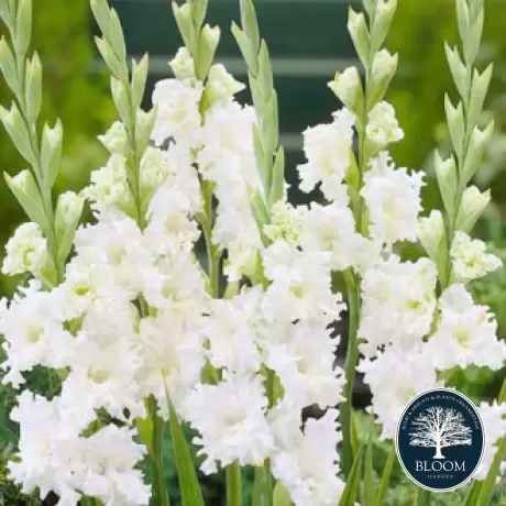 Bulbi de Gladiole Snowy Frizzle 