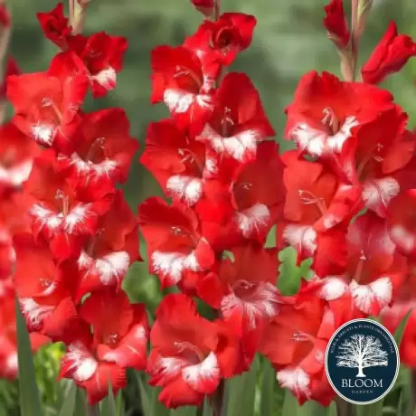 Bulbi de Gladiole Sparkler