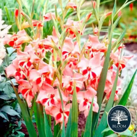 Bulbi de Gladiole pitice Nathalie