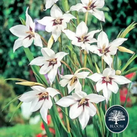 Bulbi de Gladiole stelate (Acidanthera Murielae)