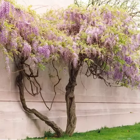 Glicina Wisteria Cataratoare la Ghiveci 3L (40-50 cm)