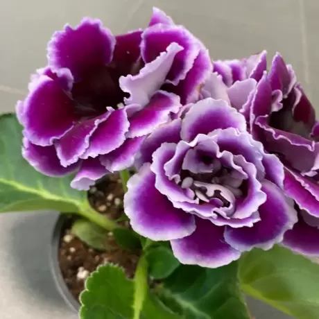 Bulbi de Gloxinia Floare Dubla Alb Mov