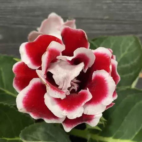 Bulbi de Gloxinia Floare Dubla Alb si Rosu