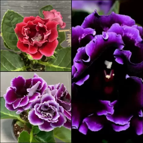 Bulbi de Gloxinia Mix 1