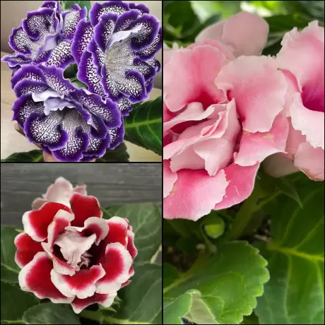 Bulbi de Gloxinia Mix 2