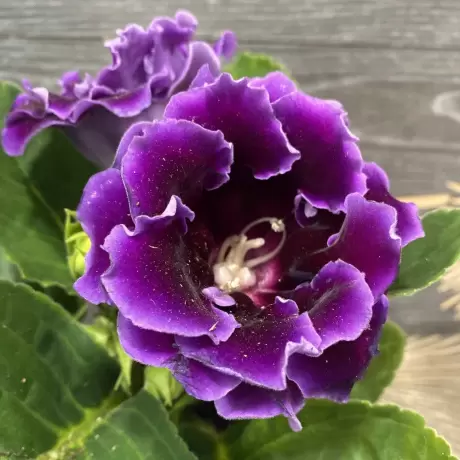 Bulbi de Gloxinia Sonata Floare Dubla Violet