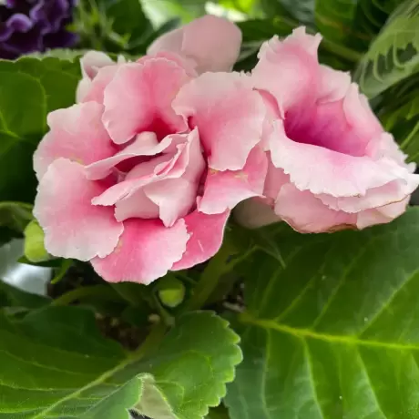 Bulbi de Gloxinia Sonata Floare Dubla