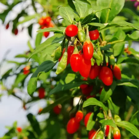 Arbust Fructifer - Goji Lycium Barbarum Tufa - Cu Radacina Nuda