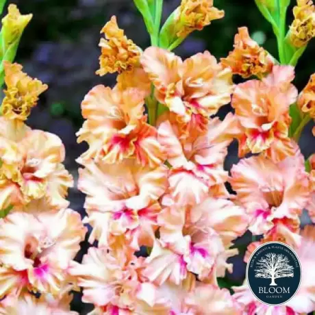 Bulbi de Gladiole Kiss Ruffle