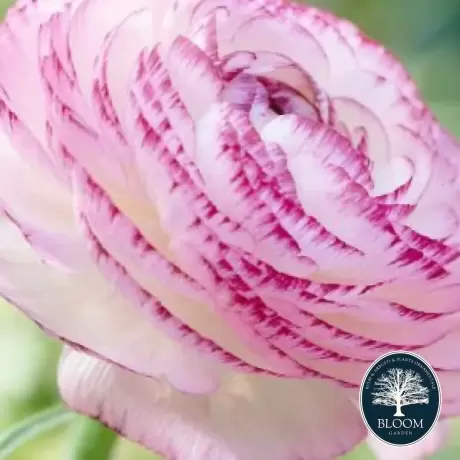 Ranunculus Picotee Pink