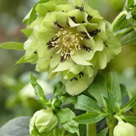 Helleborus Double Ellen Light Green