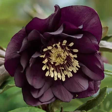 Helleborus Spanz Double Ellen Dark Purple