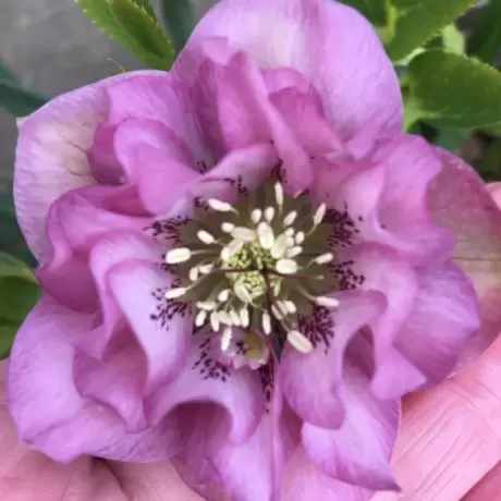 Helleborus Spanz Double Ellen Double Spotted