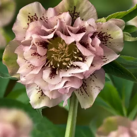 Helleborus Spanz Double Ellen Green