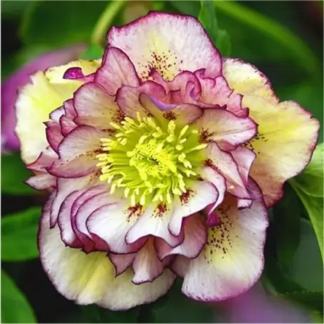 Helleborus Spanz Double Ellen Picotee Lenten Rose