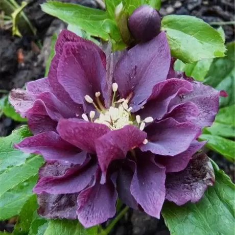 Helleborus Spanz Double Ellen Purple