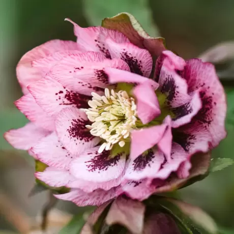 Helleborus Spanz Double Ellen Violet