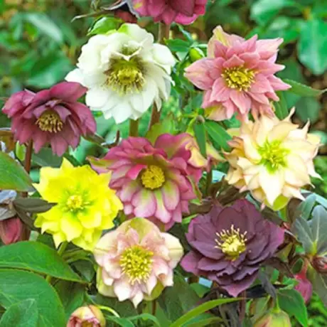 Helleborus Spanz Mix 2