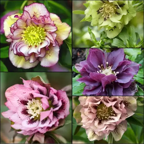 Helleborus Spanz Mix 4