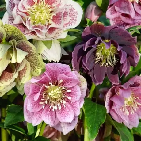 Helleborus Spanz Double Mix 1