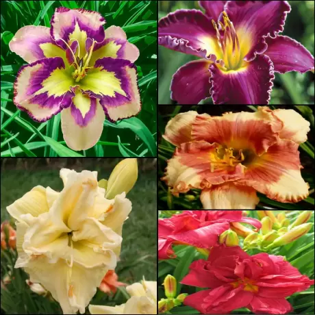 Hemerocallis Mix 4