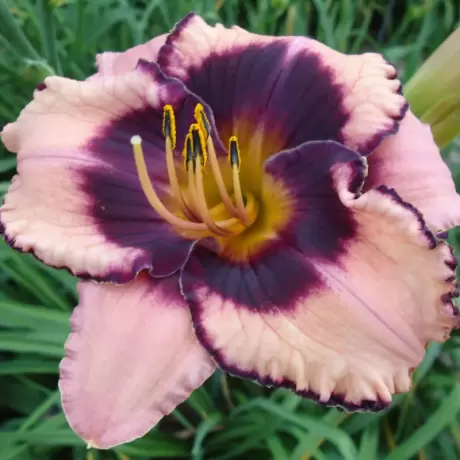 Hemerocallis Adamas