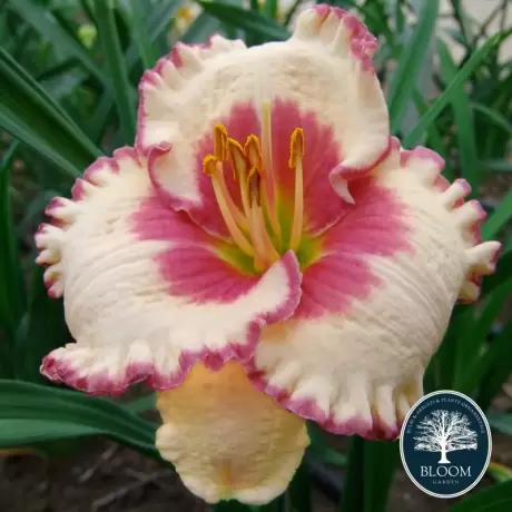 Hemerocallis Ageless Beauty 1 buc/pachet