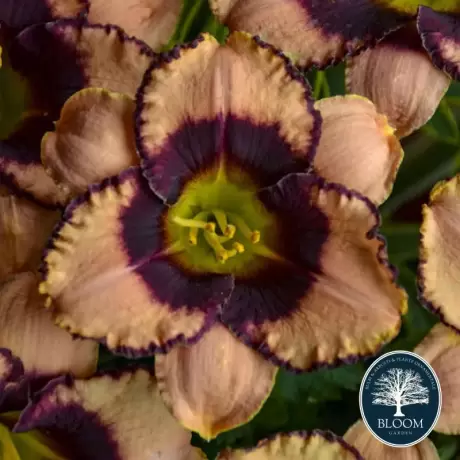 Hemerocallis Deception