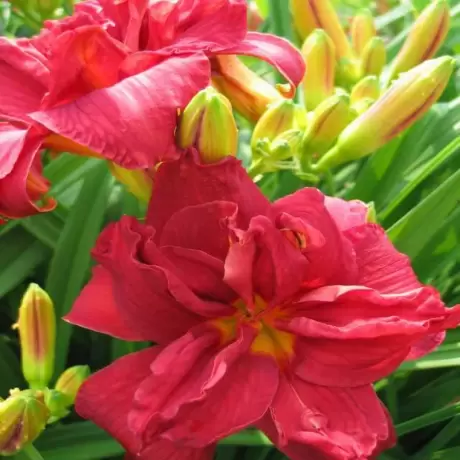 Hemerocallis Double Fire Cracker