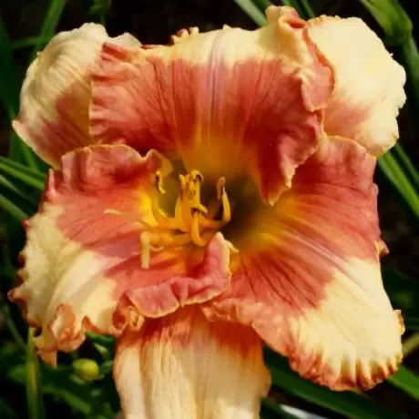 Hemerocallis Eschimo Kisser