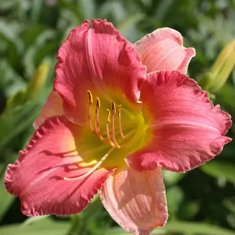 Hemerocallis Final Touch