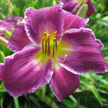 Hemerocallis Indian Giver