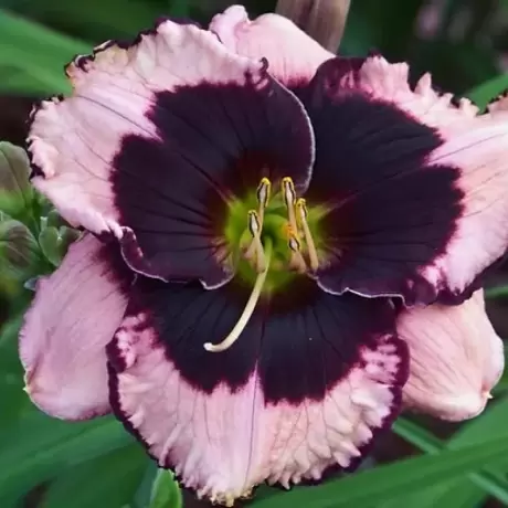 Hemerocallis Jane Trimmer