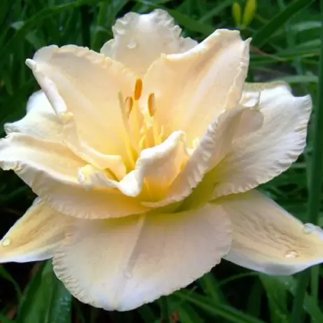 Hemerocallis Land of Cotton