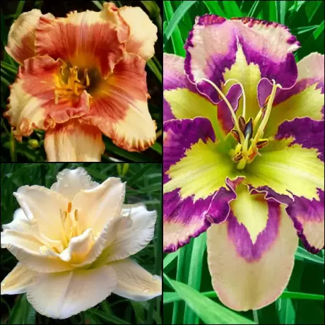 Hemerocallis Mix 3