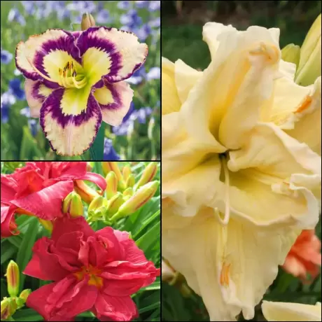 Hemerocallis Mix 2