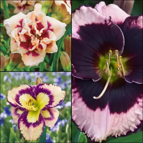 Hemerocallis Mix 1